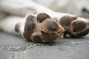 A close up of 2 dog's paws