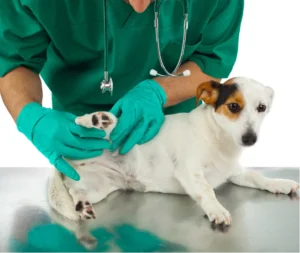 A vet inspecting the hip of a dog lying on a metal table