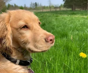 A dog sitting in a grassy field