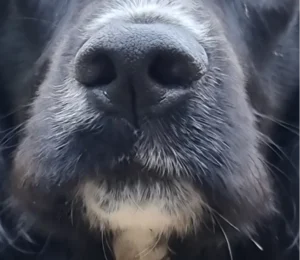 A close up of a dog's nose