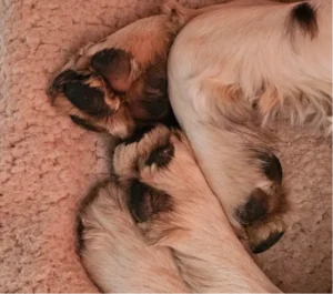 A close up of a dog's paws