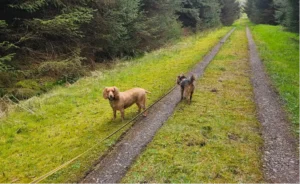 2 dogs on a trail in between some woods with one on a leash