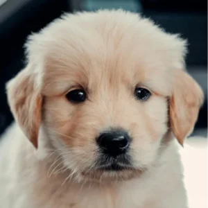 A close up of a young puppy