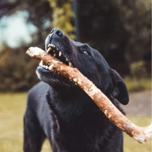 A black labrador chewing a stick